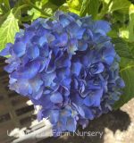 Hydrangea macrophylla 'Cityline Rio' - Image 4
