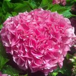 Hydrangea macrophylla 'Cityline Vienna'