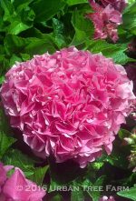 Hydrangea macrophylla 'Cityline Vienna'