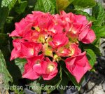 Hydrangea macrophylla 'Cityline Vienna' - Image 2
