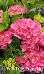 Hydrangea macrophylla 'Cityline Vienna' - Image 4