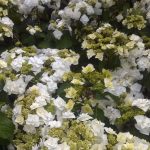 Hydrangea macrophylla 'Double Delights Wedding Gown'