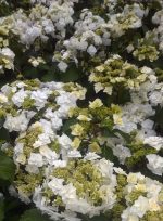 Hydrangea macrophylla 'Double Delights Wedding Gown'