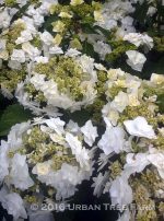 Hydrangea macrophylla 'Double Delights Wedding Gown' - Image 2