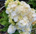 Hydrangea macrophylla 'Double Delights Wedding Gown' - Image 3