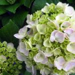 Hydrangea macrophylla 'Double Delights Wedding Ring'