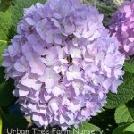 Hydrangea macrophylla 'Endless Summer Bailmer Original'