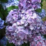 Hydrangea macrophylla 'Endless Summer Bloom Struck'