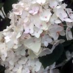 Hydrangea macrophylla 'Endless Summer Blushing Bride'