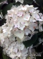 Hydrangea macrophylla 'Endless Summer Blushing Bride'
