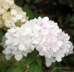 Hydrangea macrophylla 'Endless Summer Blushing Bride' - Image 2