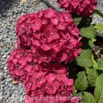 Hydrangea macrophylla 'Endless Summer Crush'