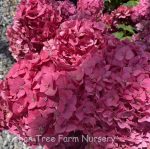 Hydrangea macrophylla 'Endless Summer Crush' - Image 2