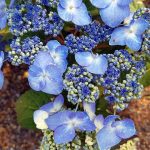 Hydrangea macrophylla 'Endless Summer Twist & Shout'