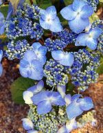 Hydrangea macrophylla 'Endless Summer Twist & Shout'