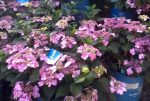 Hydrangea macrophylla 'Endless Summer Twist & Shout' - Image 2