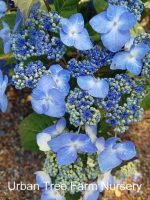 Hydrangea macrophylla 'Endless Summer Twist & Shout' - Image 3