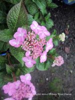 Hydrangea macrophylla 'Endless Summer Twist & Shout' - Image 5