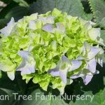 Hydrangea macrophylla 'Enziandom'
