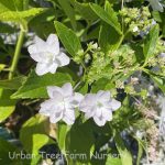 Hydrangea serrata 'Fuji Waterfall'