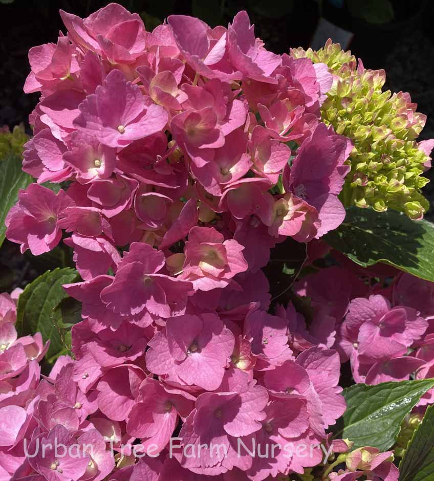 Hydrangea-macrophylla-LA-Dreamin-a Hydrangea macrophylla 'LA Dreamin' - Image 1