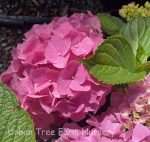 Hydrangea macrophylla 'LA Dreamin' - Image 2