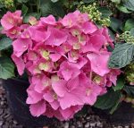 Hydrangea macrophylla 'LA Dreamin' - Image 3