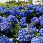 Hydrangea macrophylla 'Let's Dance Blue Jangles'