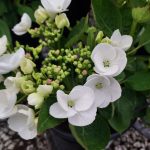 Hydrangea macrophylla 'Lilacina'