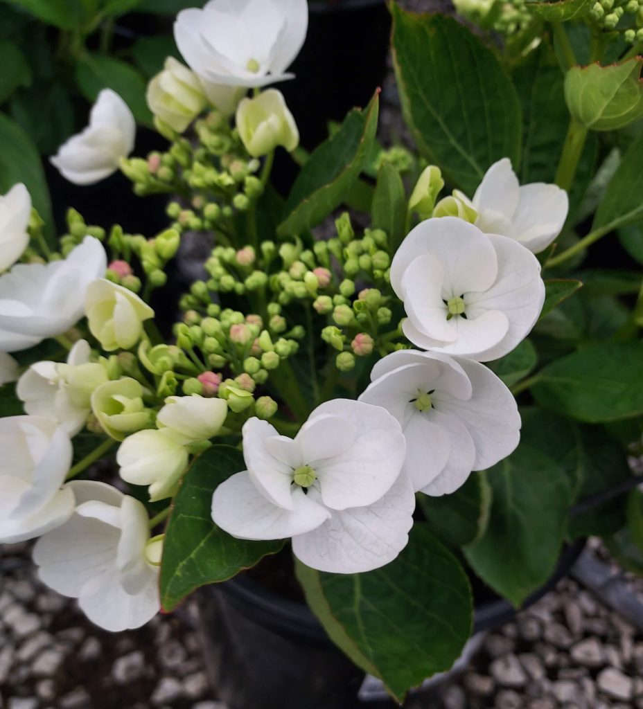 Hydrangea-macrophylla-Lilacina