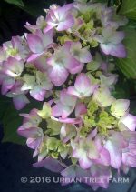 Hydrangea macrophylla 'Nigra'