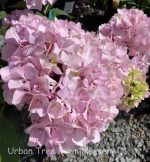 Hydrangea macrophylla 'Nigra' - Image 2