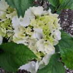 Hydrangea macrophylla 'Onyx Zebra'