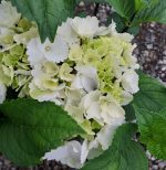 Hydrangea macrophylla 'Onyx Zebra'