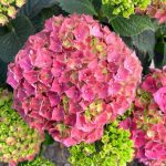 Hydrangea macrophylla 'Parzifal'