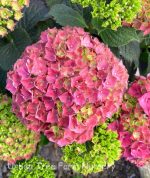 Hydrangea macrophylla 'Parzifal'