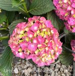 Hydrangea macrophylla 'Parzifal' - Image 2