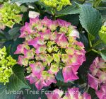 Hydrangea macrophylla 'Parzifal' - Image 3