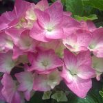 Hydrangea macrophylla 'Pieta'