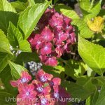 Hydrangea macrophylla 'Pistachio'