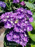 Hydrangea macrophylla 'Royal Purple'