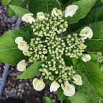 Hydrangea macrophylla 'Teller Snow'