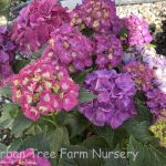 Hydrangea macrophylla 'Wee Bit Grumpy'
