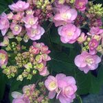 Hydrangea macrophylla 'You Me Passion'