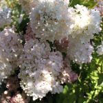 Hydrangea paniculata 'Grandiflora' STD