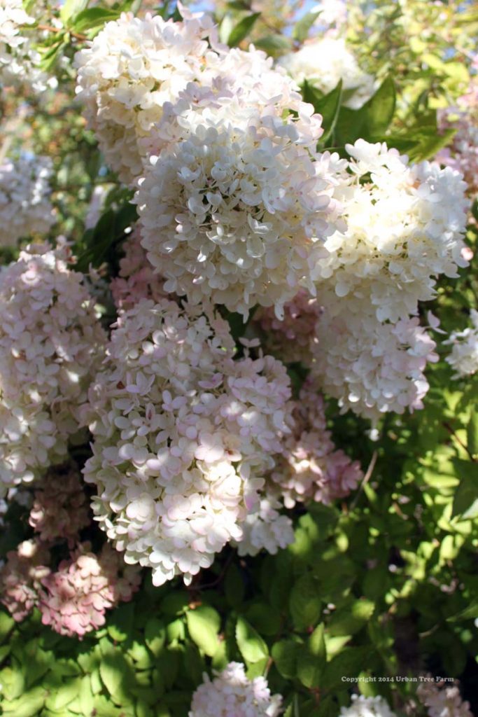 Hydrangea paniculata 'Grandiflora' STD | Urban Tree Farm Nursery