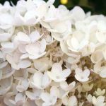 Hydrangea paniculata 'Limelight' STD
