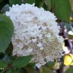 Hydrangea paniculata 'Limelight'
