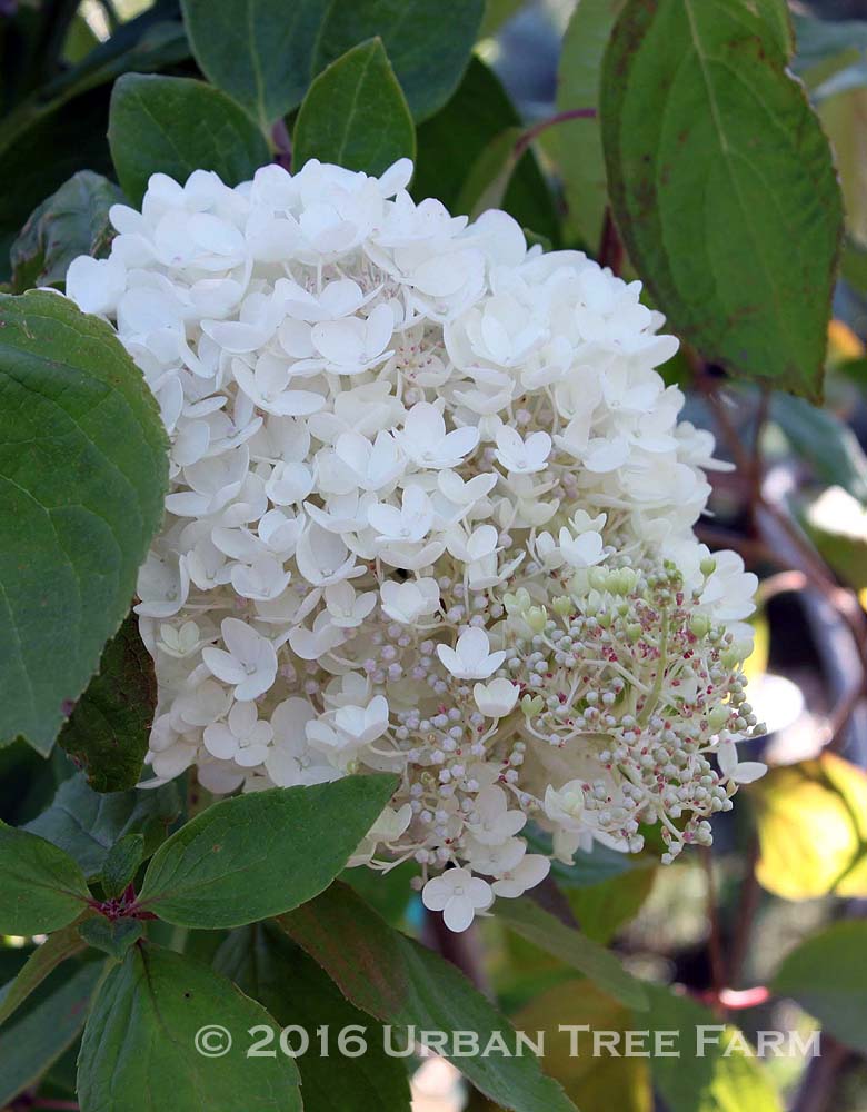 Hydrangea-paniculata-Limelight-a Hydrangea paniculata 'Limelight' - Image 1