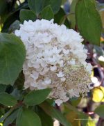 Hydrangea paniculata 'Limelight' - Image 3